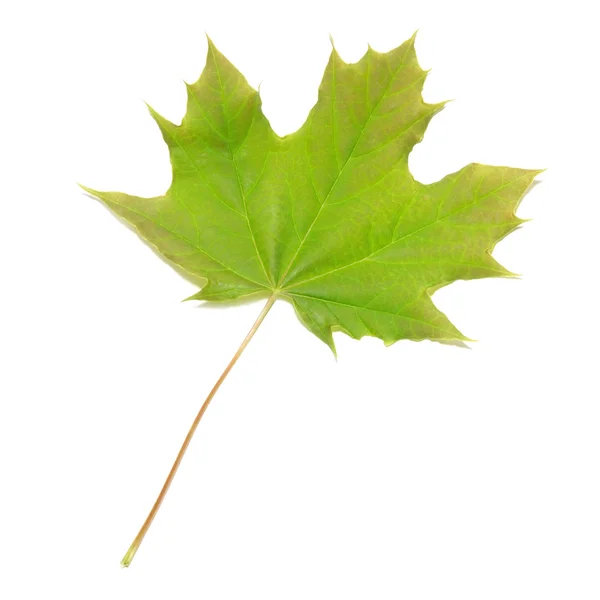 Yeşil akçaağaç yaprağı — Stok fotoğraf