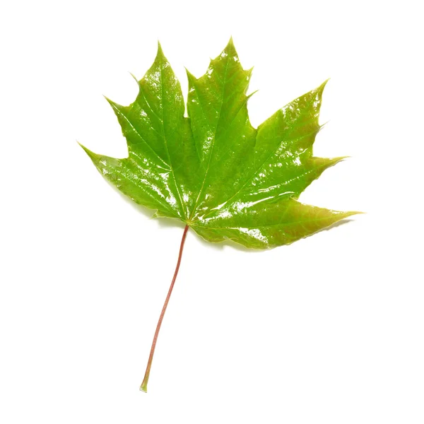 Green wet maple leaf — 图库照片