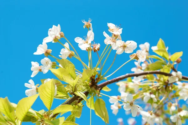 Beyaz kiraz çiçekleri — Stok fotoğraf