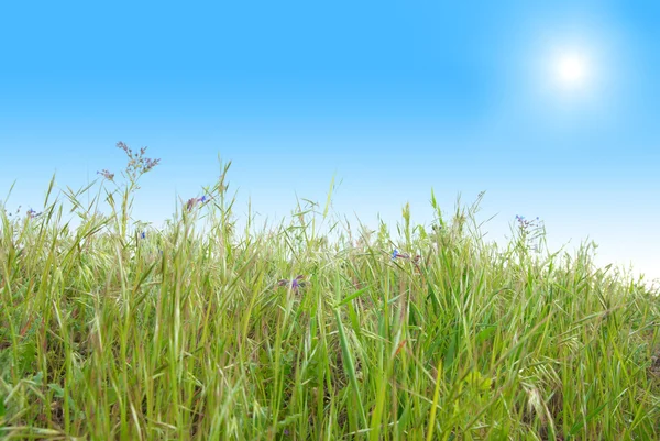 Hierba verde con cielo azul soleado — Foto de Stock