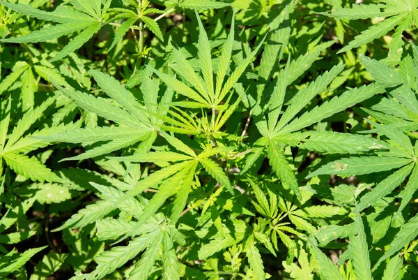 Field of green marijuana (hemp) — Stock Photo, Image