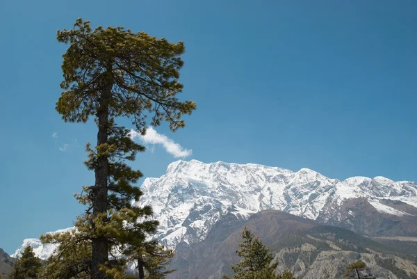 Tannen im Himalaya-Gebirge — Stockfoto