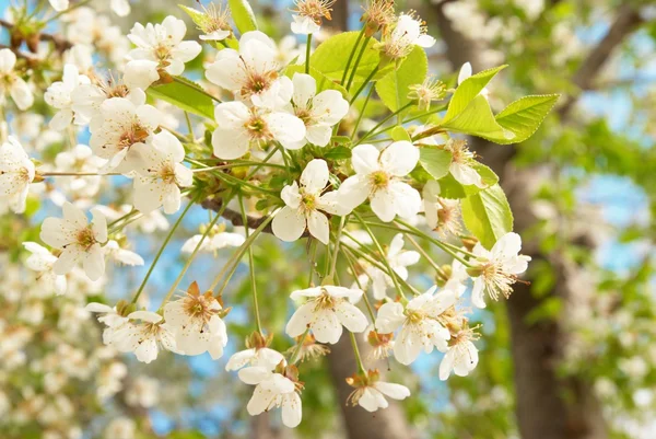 Bílé Třešňové květy — Stock fotografie
