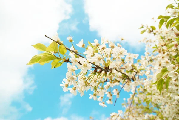 Fleurs de cerisier blanc — Photo