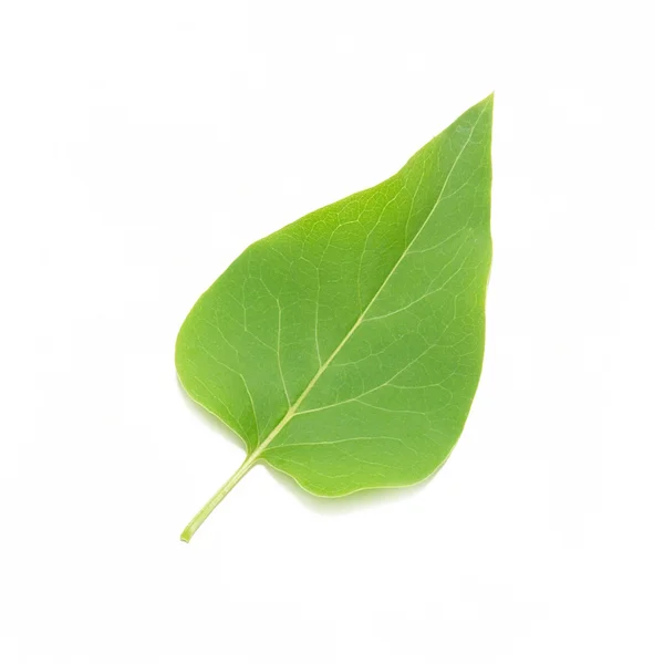 Lila yaprak yeşil — Stok fotoğraf