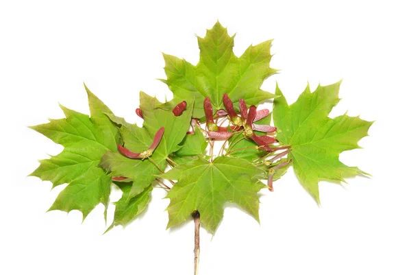Zweig mit grünen Blättern — Stockfoto