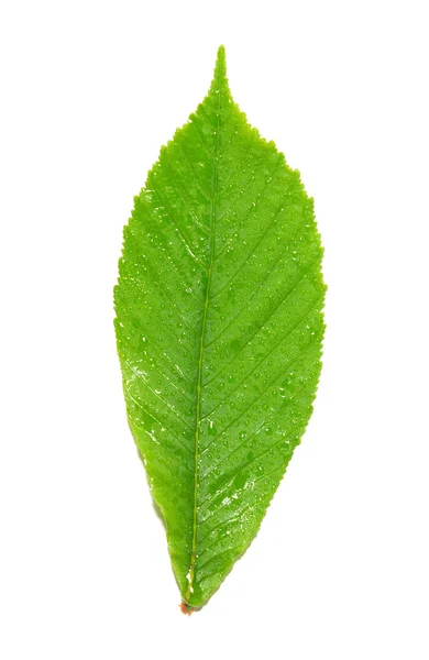 Zielony liść mokry kasztan. — Zdjęcie stockowe