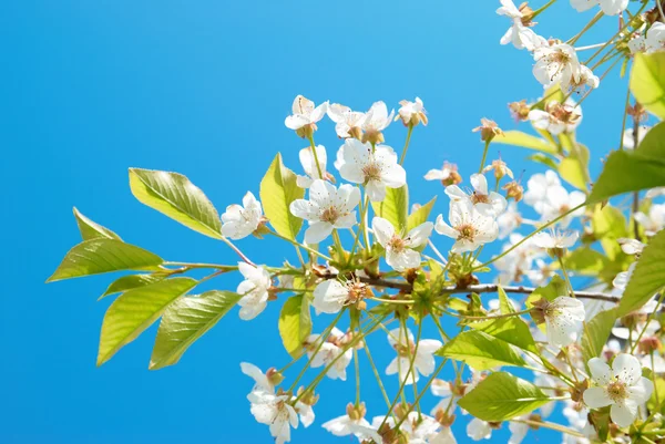 Flores de cereza blanca —  Fotos de Stock