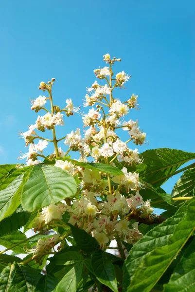 Ramo di fiori di castagno bianco — Foto Stock