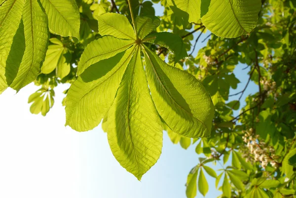 Gröna blad av kastanj. — Stockfoto