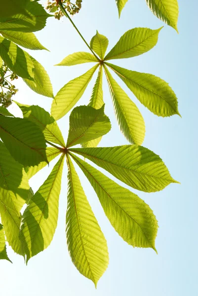 Zielony liści kasztanowca. — Zdjęcie stockowe