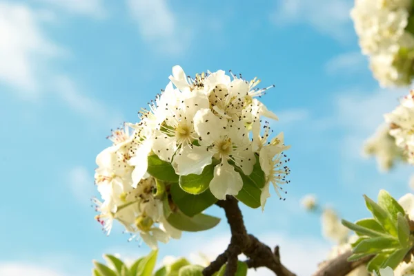 Vit apple tree blommor — Stockfoto