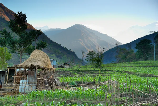 Rýžová pole v himálajských horách — Stock fotografie