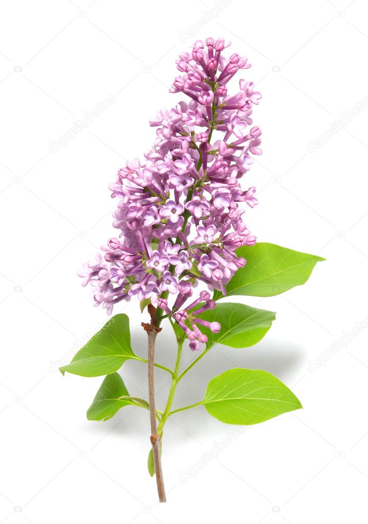 Violet lilac branch