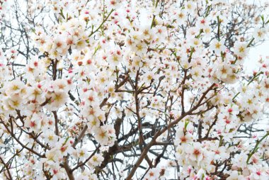 Almond tree pink flowers. clipart