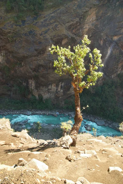Baum über dem Marsyangdi Fluss, Tibet. — Stockfoto