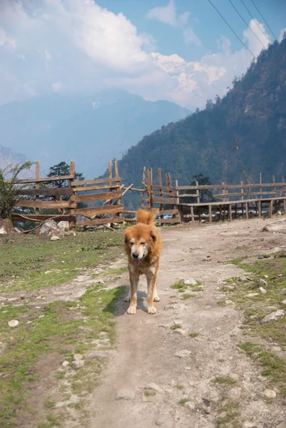 O cão e a aldeia tibetana — Fotografia de Stock