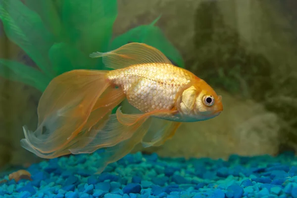 Tropické zlatá rybka — Stock fotografie