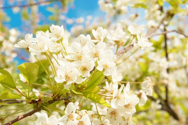 Weiße Kirschblüten — Stockfoto