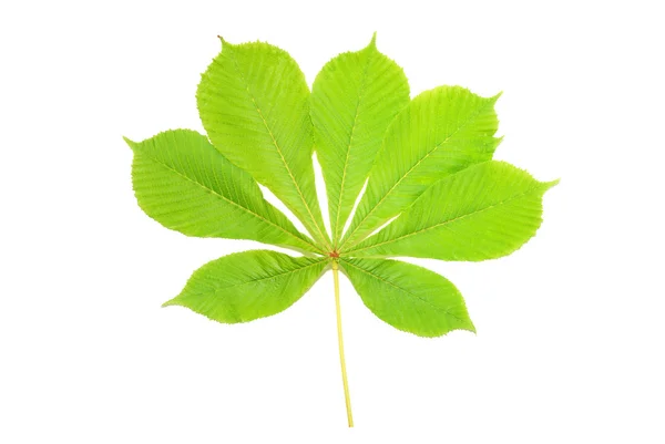 Groep van kastanje groene bladeren — Stockfoto