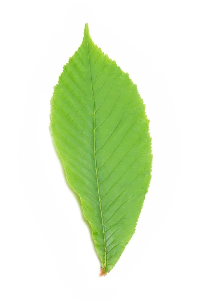Folha de castanha verde — Fotografia de Stock