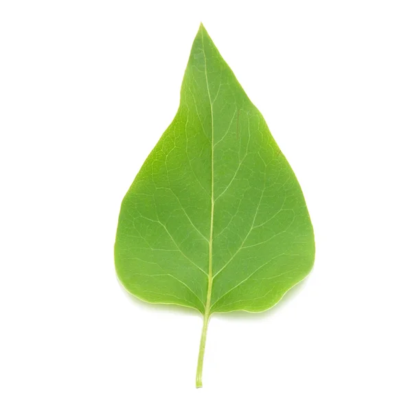 Green lilac leaf — Stock Photo, Image