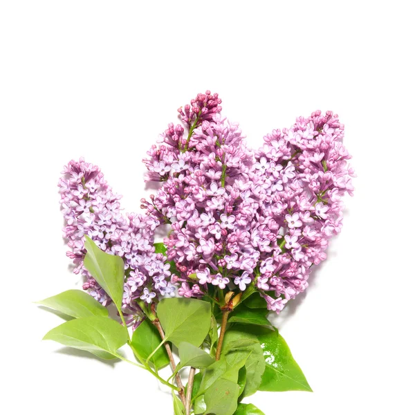 stock image Lilac branch