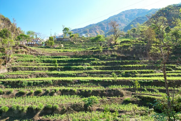 Campos de arroz en las colinas del Himalaya —  Fotos de Stock