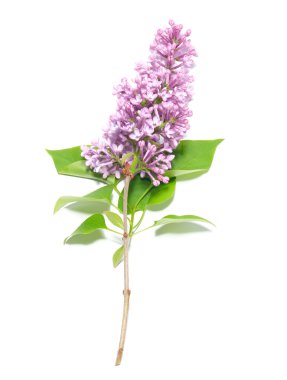 Violet lilac branch clipart