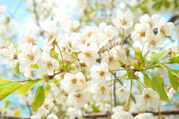 Fleurs de cerisier blanc — Photo