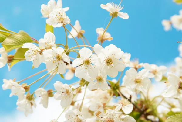 Witte cherry bloemen — Stockfoto