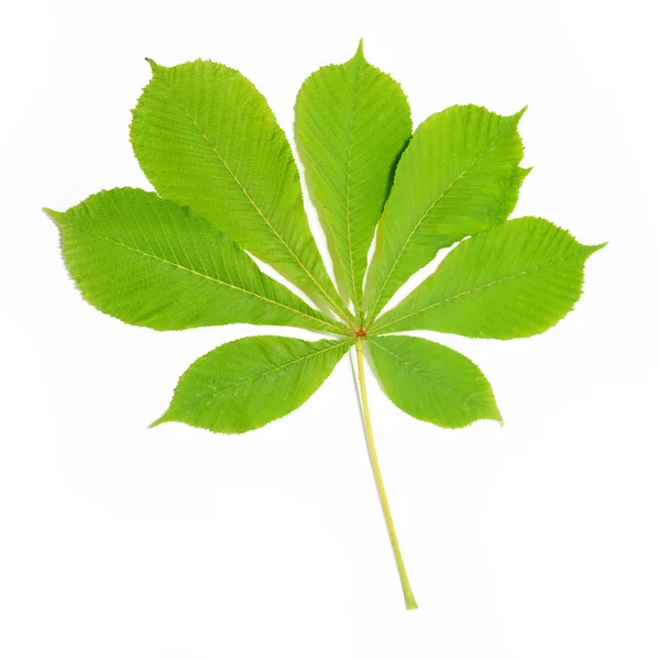 Grupo de folhas de castanha verde — Fotografia de Stock