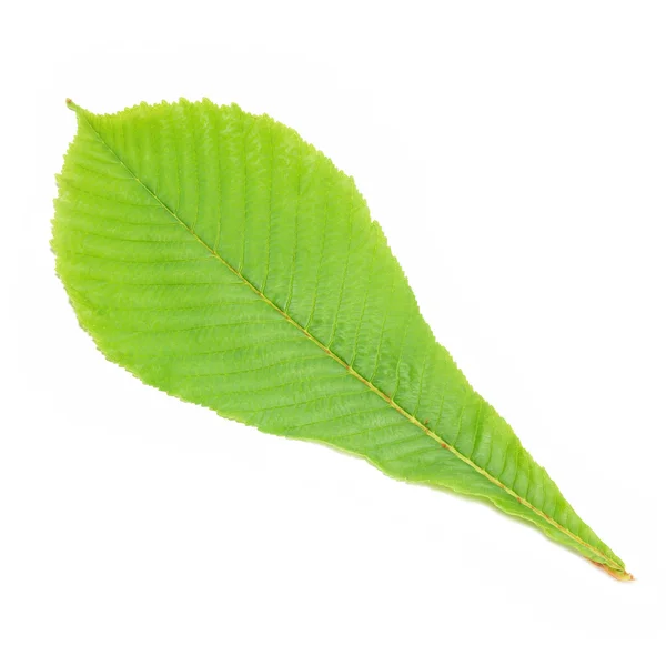 Folha de castanha verde — Fotografia de Stock