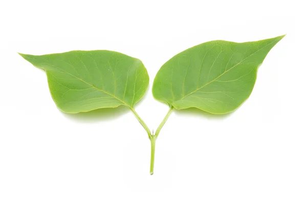 Dwa zielone liście bzu. — Zdjęcie stockowe