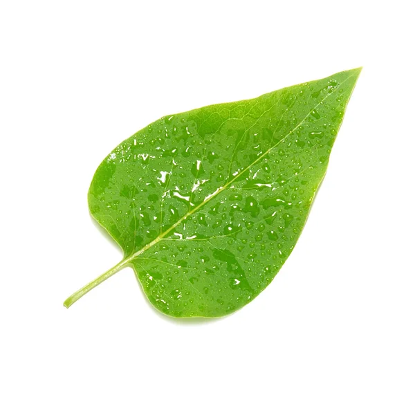 Green lilac leaf — Stock Photo, Image