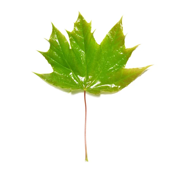 Зеленый мокрый кленовый лист — стоковое фото