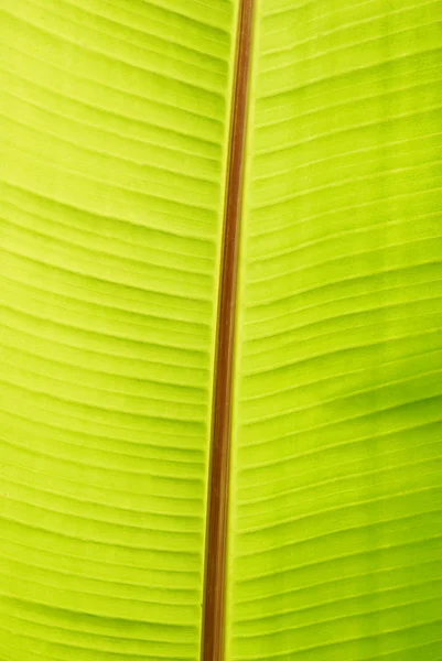 Folha ensolarada verde banana — Fotografia de Stock