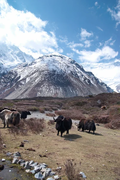 Paisaje con yaks y montañas . —  Fotos de Stock