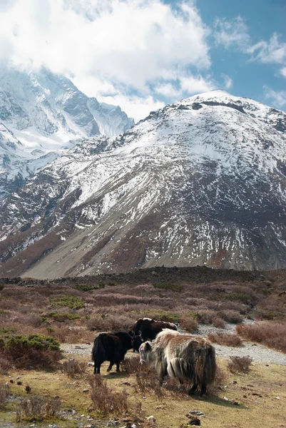 Landschaft mit Yaks und Bergen. — Stockfoto