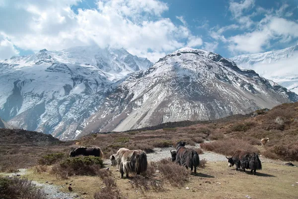 Paisaje con yaks y montañas . — Foto de Stock