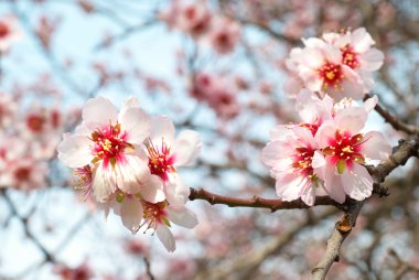 Almond tree pink flowers. clipart