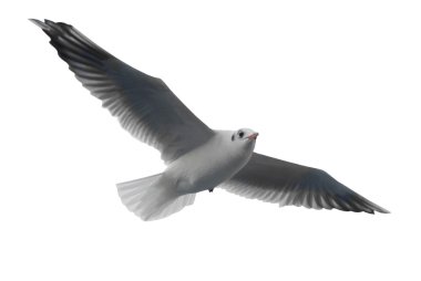 Flying seagull clipart