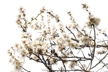 Almond tree pink flowers. clipart