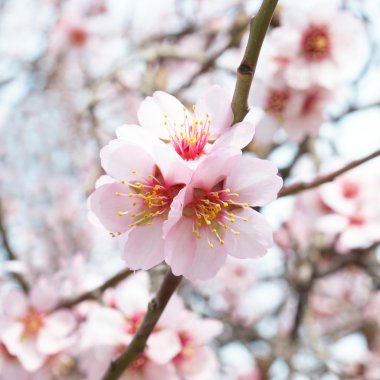 Almond tree pink flowers. clipart