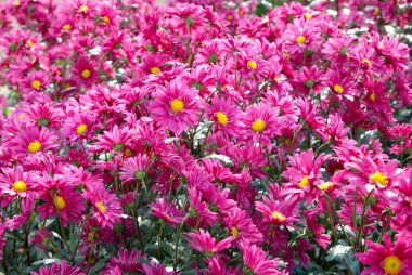 Field of dark pink chrysanthemums. clipart