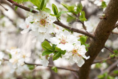 Plum-tree white flowers. clipart