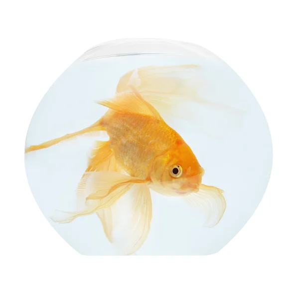 Um peixe dourado no aquário — Fotografia de Stock