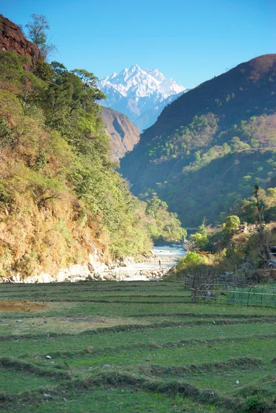 Campos de arroz nas colinas do Himalaia — Fotografia de Stock