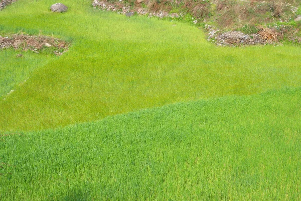 Yeşil çimen tarlası — Stok fotoğraf