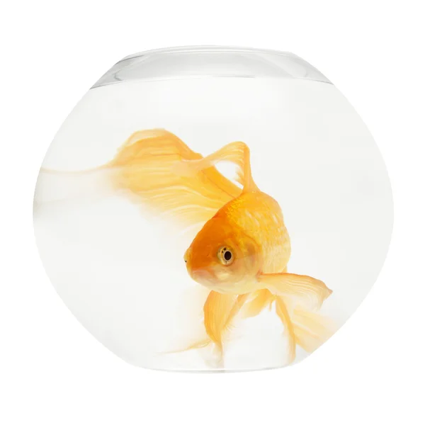 Золотая рыбка в аквариуме — стоковое фото
